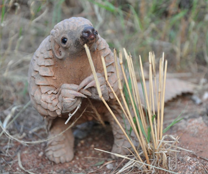 Baby Pangolin