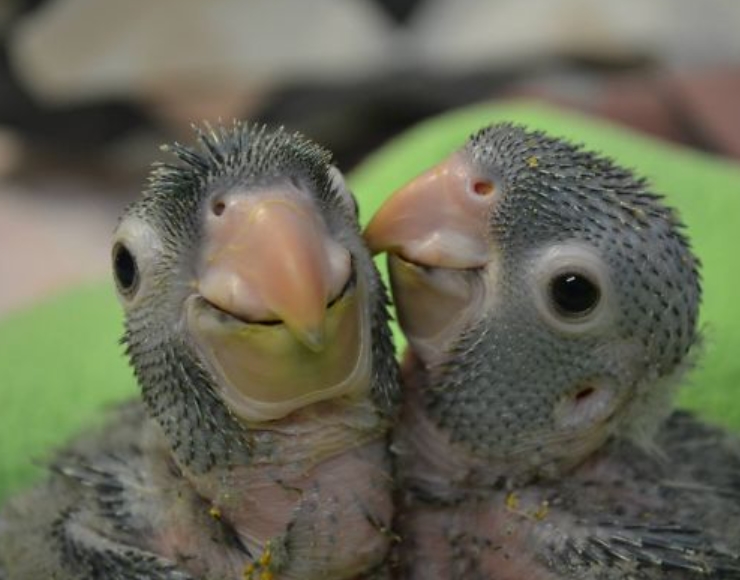 Baby Parrots