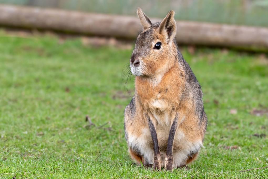 Baby Patagonian Mara