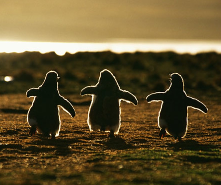 Baby Penguins