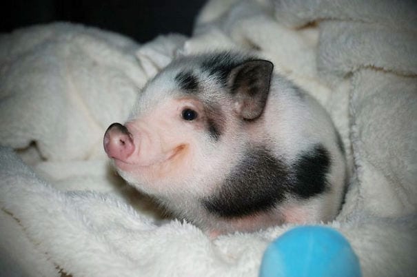 Baby Pig