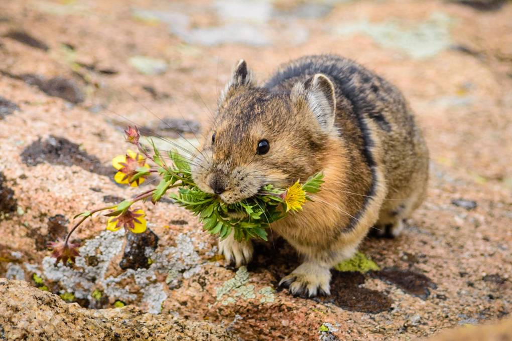 Baby Pika