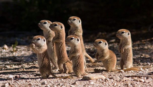 Baby Prairie Dog