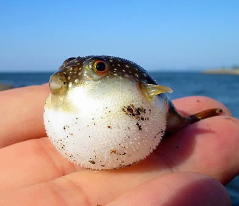 Baby Puffer Fish