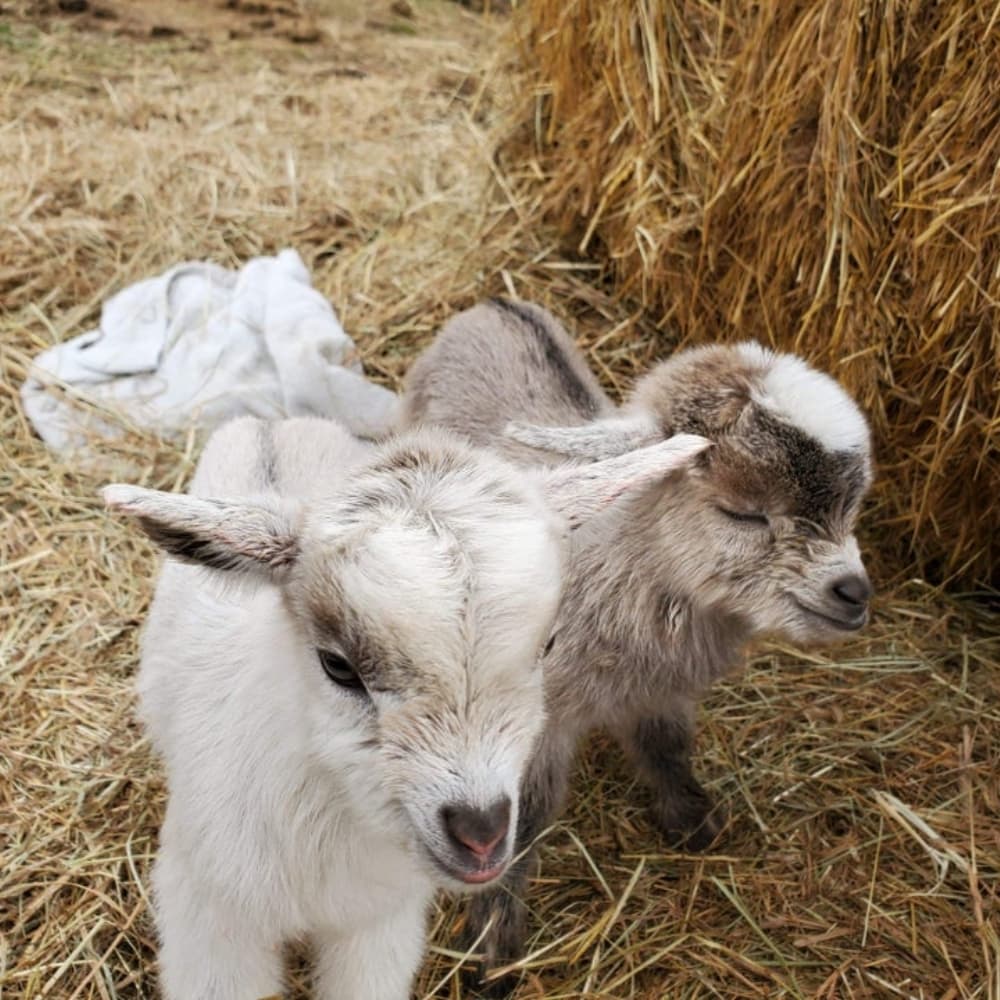 Baby Pygmy Goats