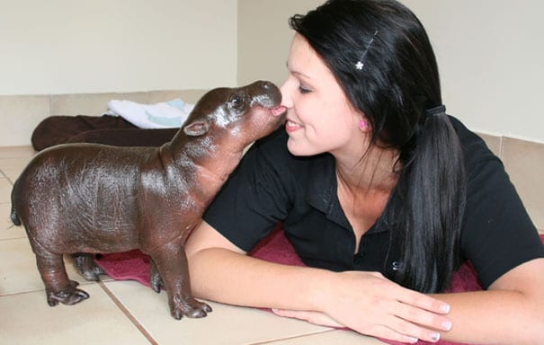 Baby Pygmy Hippo