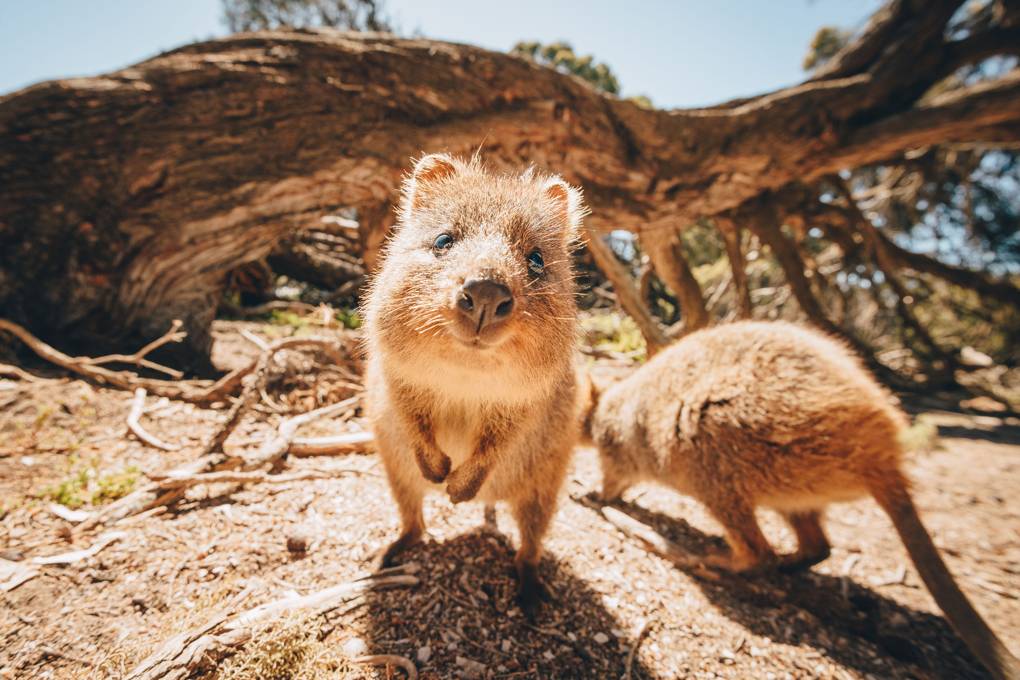 Baby Quokka