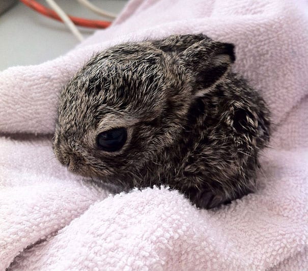 Baby Rabbit