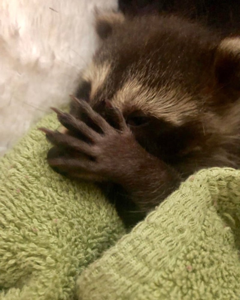 Baby Raccoon