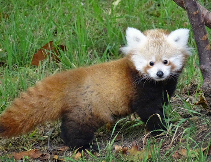 Baby Red Panda