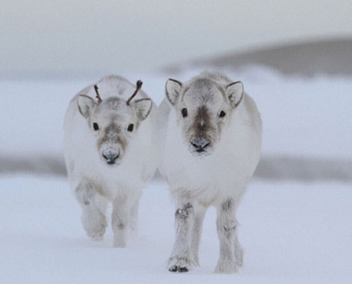 Baby Reindeers