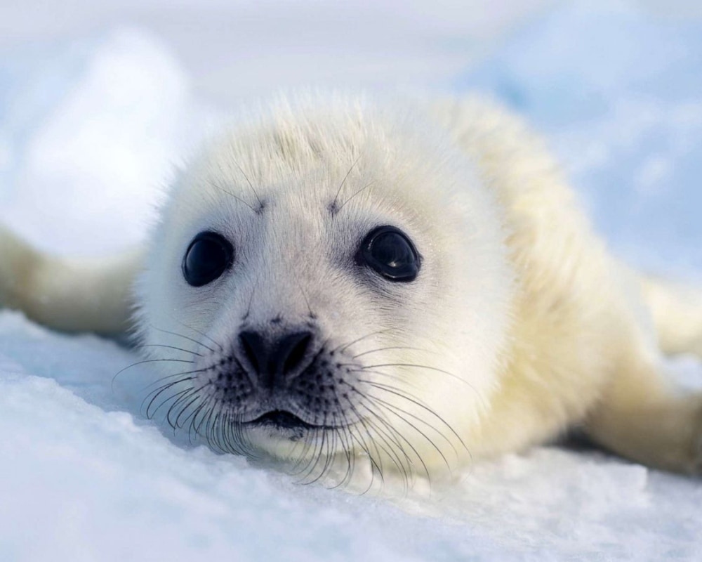 Baby Seal