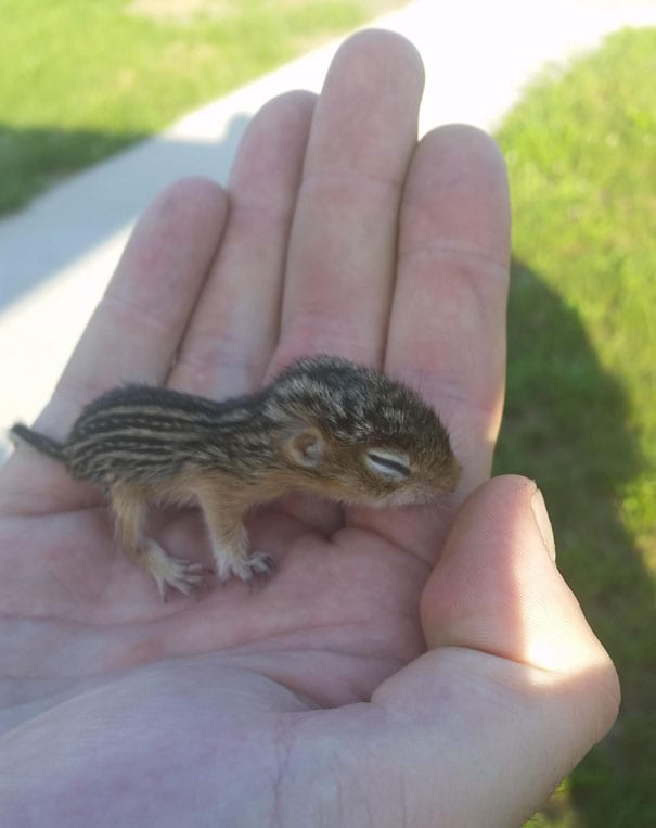 Baby Squirrel