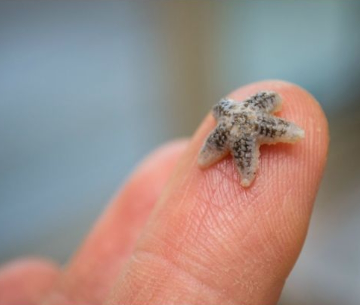 Baby Starfish