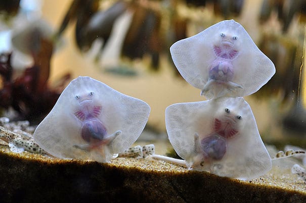 Baby Stingrays