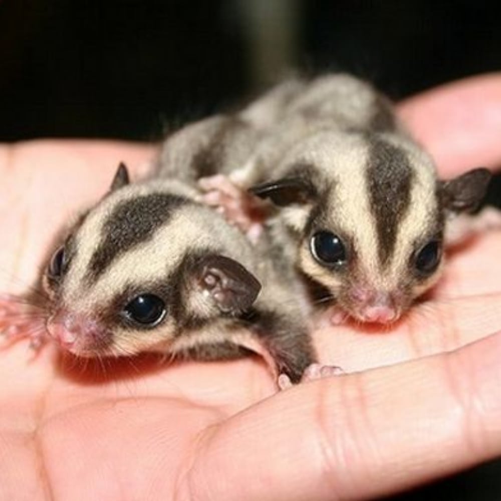 Baby Sugar Gliders