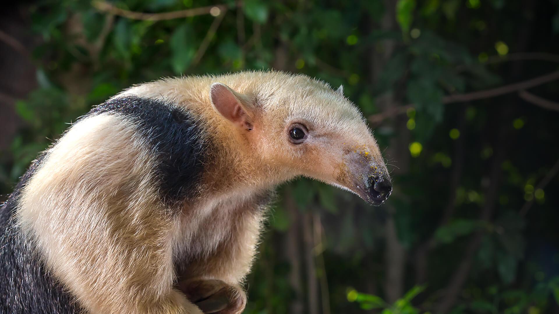 Baby Tamandua