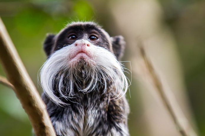 Baby Tamarin Monkey