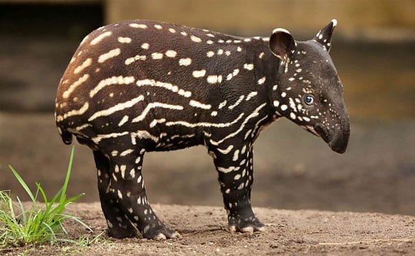 Baby Tapir