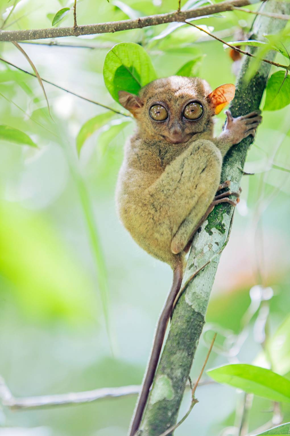 Baby Tarsier