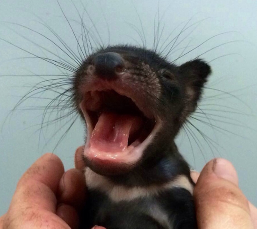 Baby Tasmanian Devil
