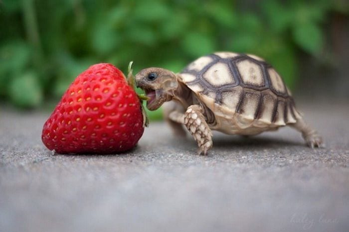 Baby Tortoise