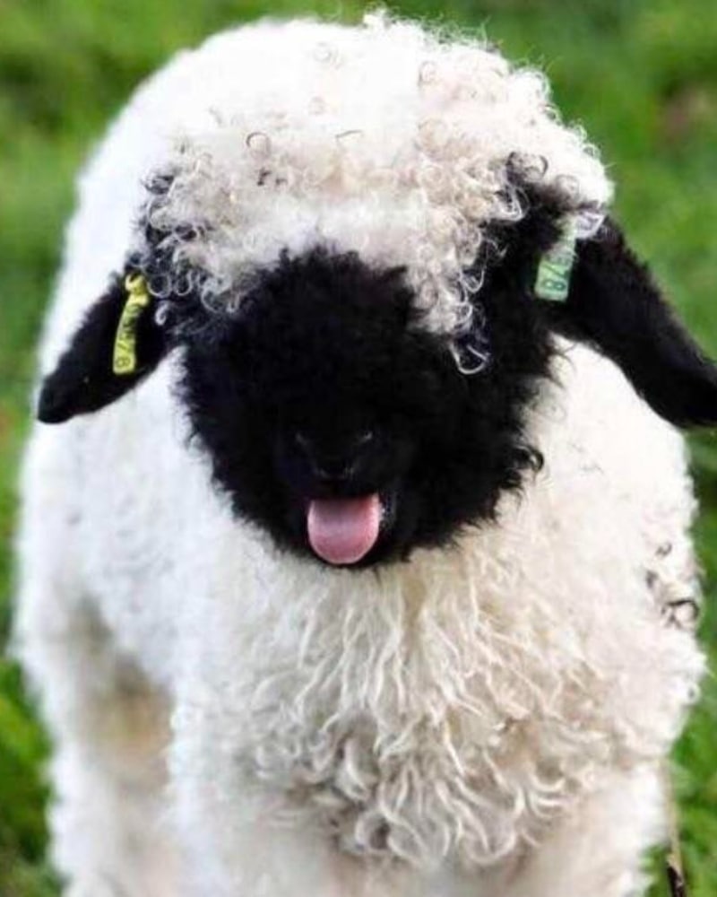 Baby Valais Blacknose Sheep
