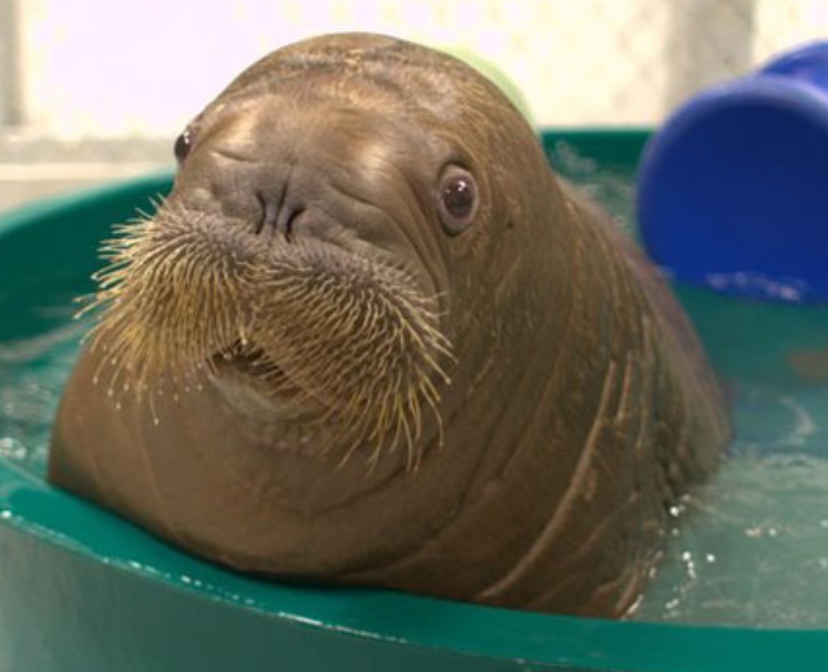 Baby Walrus