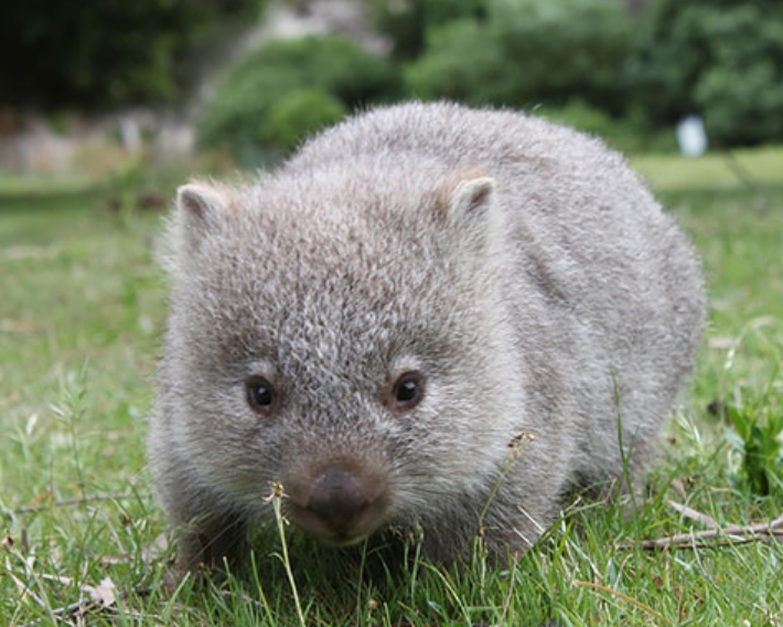 Baby Wombat