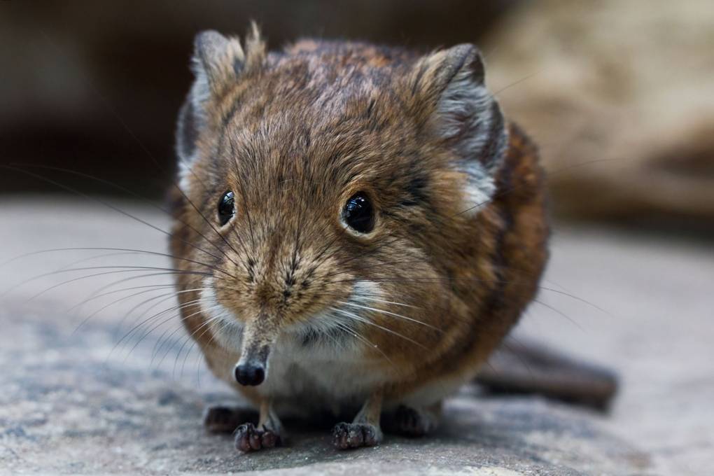 Elephant Shrew