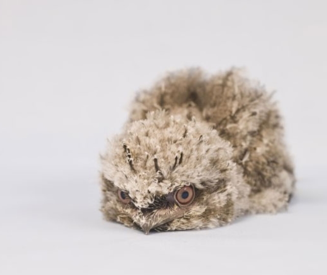 Frogmouth Chick