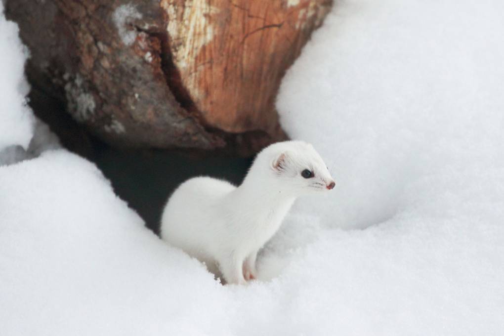 Japanese Weasel