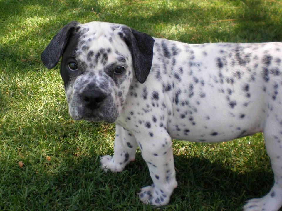 Bullmation puppy on the grass