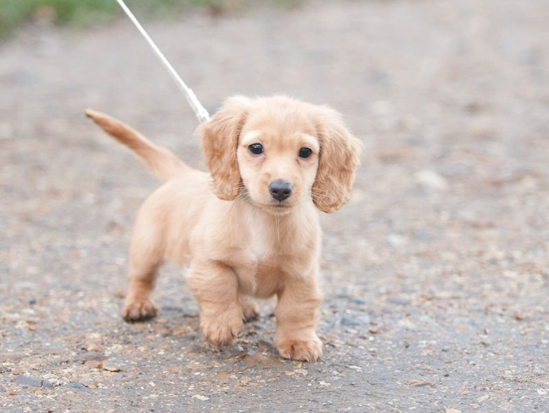 A Goldan Dach being walked with a leash