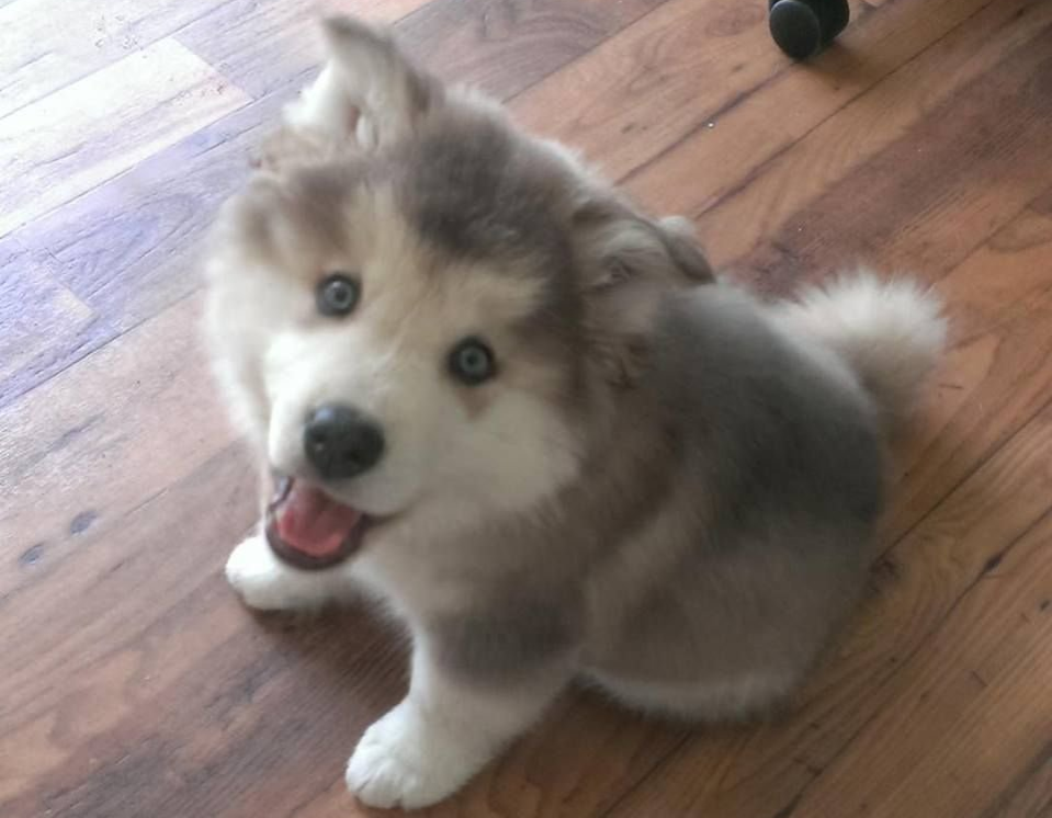 An Alaskan Malamute Husky mix, a Malador puppy