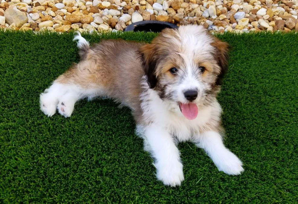 A Sheltie Tzu laying on the grass