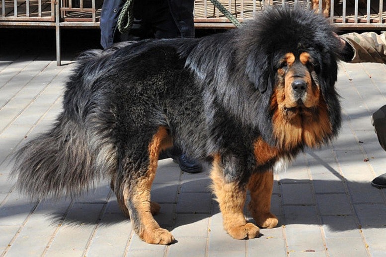 Tibetan Mastiff Dangerous Dogs