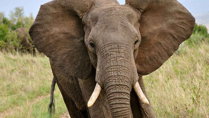 African Elephant