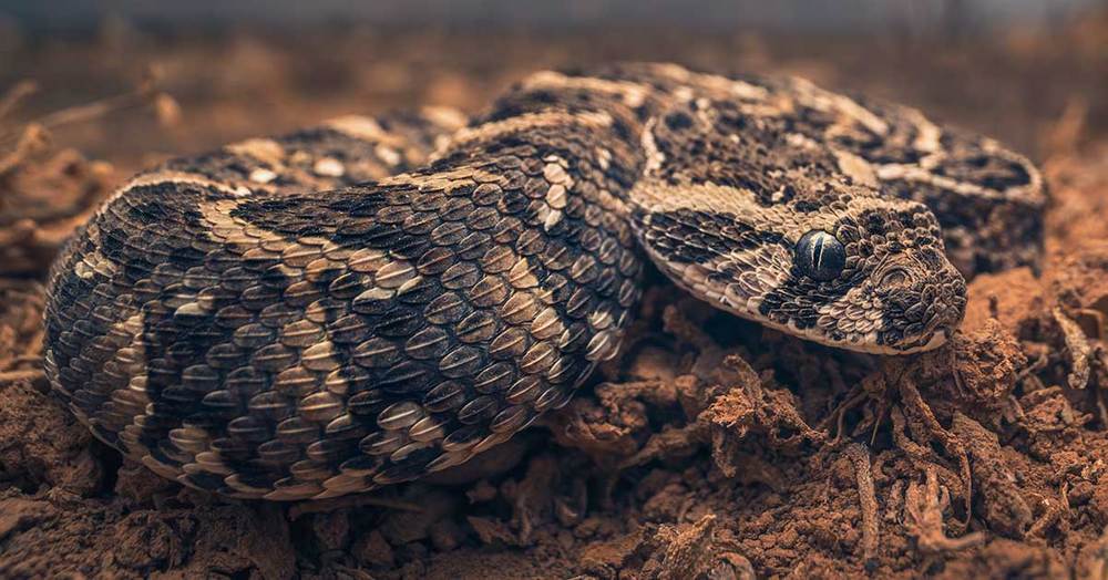 African Puff Adder