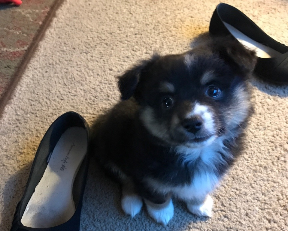 An Aussie-Corgi pup size comparison with shoes