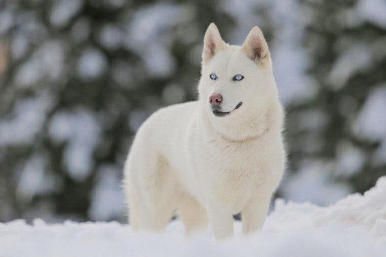 Dangerous Dog Siberian Husky