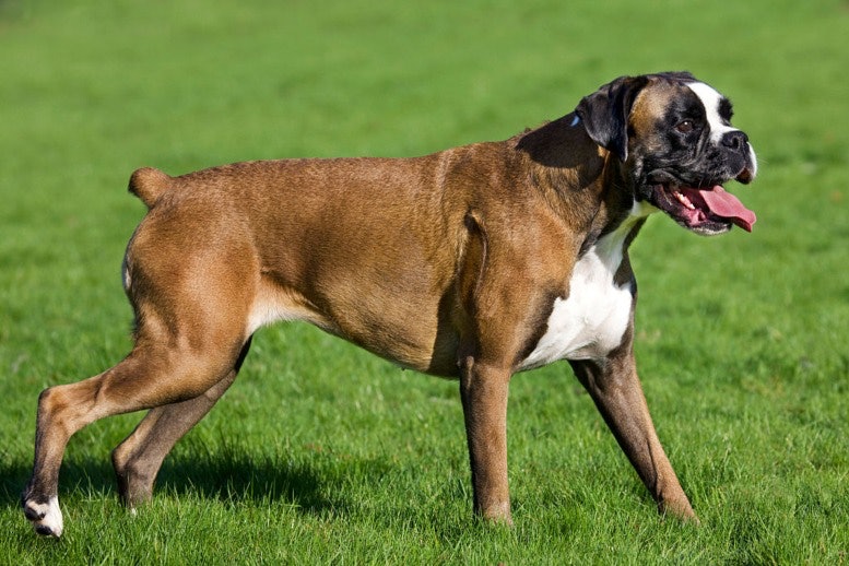 Boxer Dangerous Dog Breeds