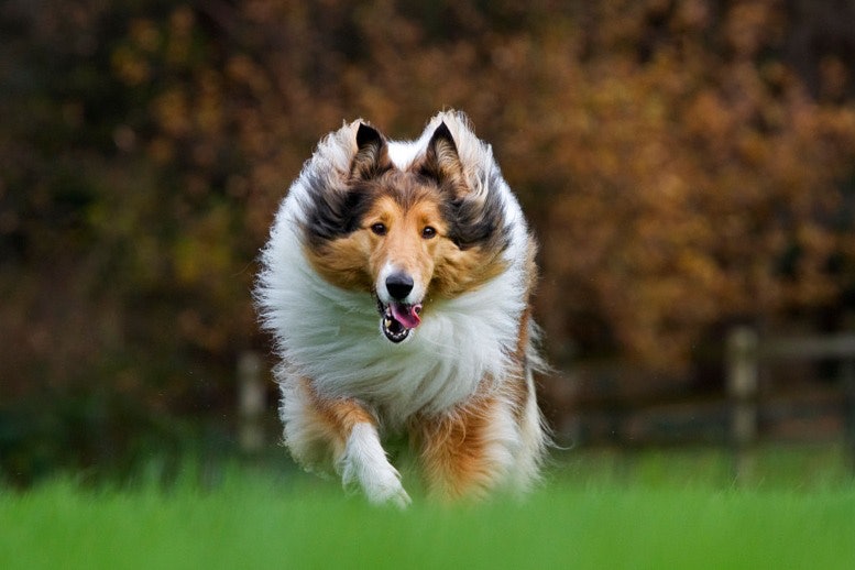 Rough Collie Dangerous Dog