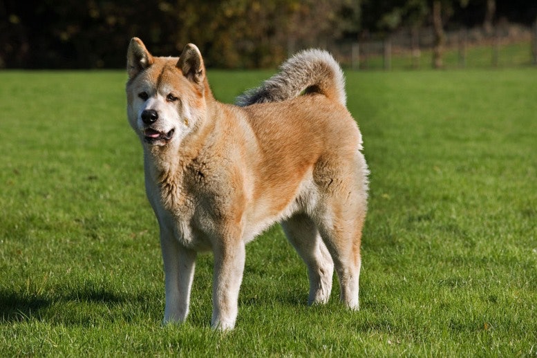 Dangerous Dog Akita Inu