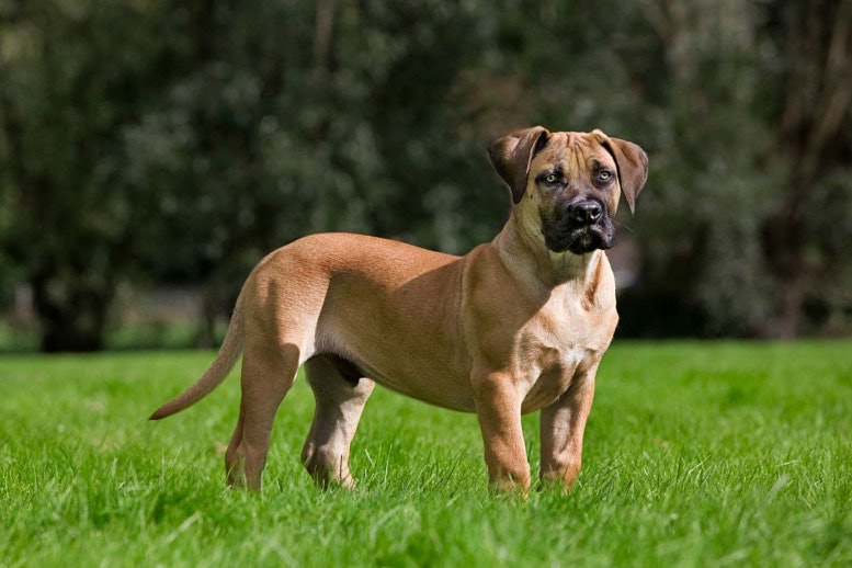 Boerboel Dangerous Dog Breed