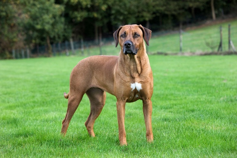 Dangerous Breed Rhodesian Ridgeback