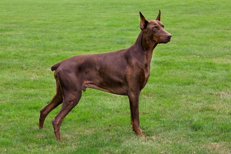 Doberman Pinschers Dangerous Breed