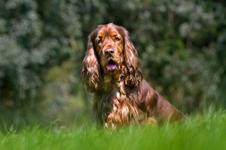 Cocker Spaniel Dangerous Dogs