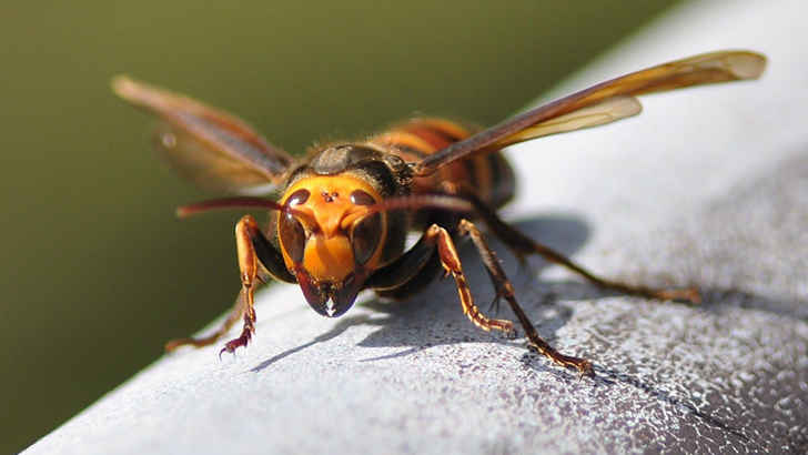 Asian Giant Hornet