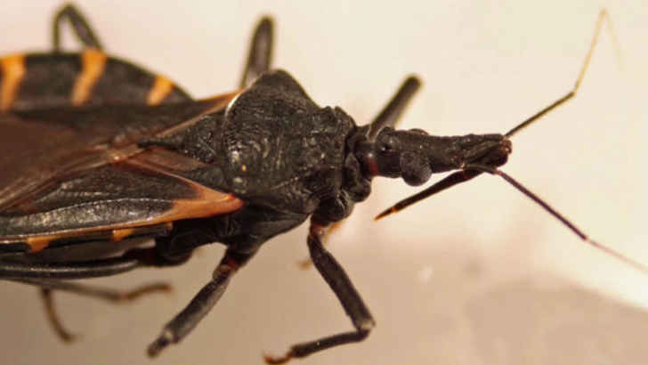 Assassin Bug